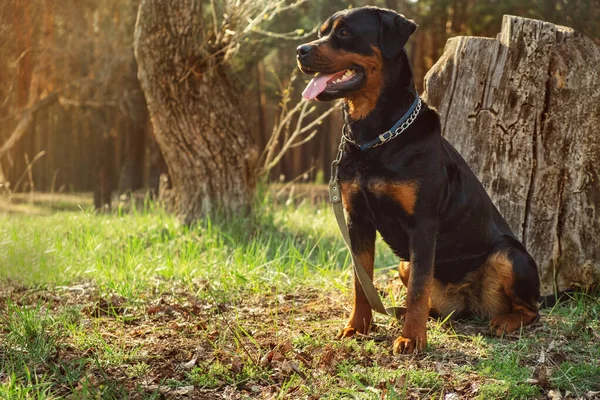 Plemeno Pes Rottweiler Jehličnatém Lese Close Slunný Den — Stock fotografie