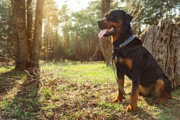 Ras Hund Rottweiler Barrskog Närbild Solig Dag — Stockfoto