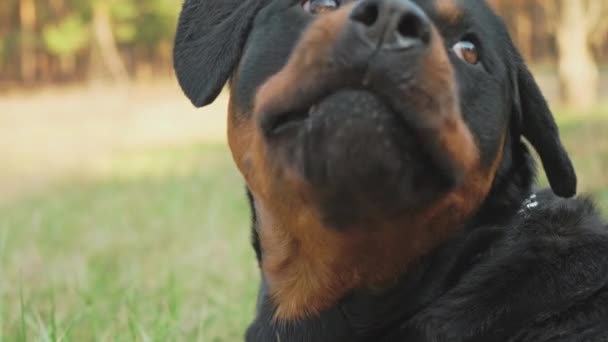 Perro Raza Rottweiler Bosque Coníferas Primer Plano Día Soleado Cámara — Vídeos de Stock