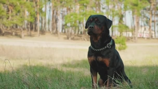 Perro Raza Rottweiler Bosque Coníferas Primer Plano Día Soleado Cámara — Vídeos de Stock