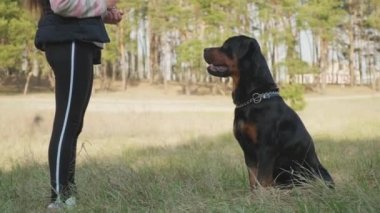 Ormanda bir köpekle oyunlar. En iyi arkadaşınız ve korumanızla kozalaklı ormanda yürüyün. Bir köpekle. 4K UHD hala video kamera, 2x yavaş çekim.