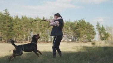Ormanda bir köpekle oyunlar. En iyi arkadaşınız ve korumanızla kozalaklı ormanda yürüyün. Bir köpekle. 4K UHD hala video kamera, 2x yavaş çekim.