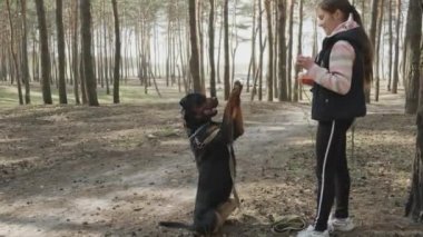 Ormanda bir köpekle oyunlar. En iyi arkadaşınız ve korumanızla kozalaklı ormanda yürüyün. Bir köpekle. 4K UHD hala video kamera, 2x yavaş çekim.