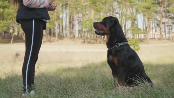 森の中で犬と遊ぶ 親友とボディガードと針葉樹林の中を歩く Uhd静止画カメラ 2倍のスローモーション — ストック動画