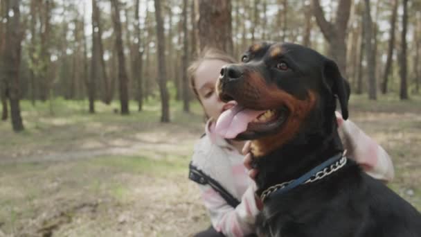 Een Hond Uitlaten Een Naaldbos Zonnige Dag Wandelen Met Hond — Stockvideo