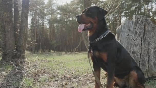 Σκύλος Φυλής Rottweiler Κωνοφόρα Δάσος Γκρο Πλαν Μια Ηλιόλουστη Μέρα — Αρχείο Βίντεο