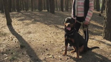 Kozalaklı bir ormanda köpek gezdiriyorum. Güneşli bir gün ve kozalaklı ormanda köpekle yürümek. Köpek adamın en iyi arkadaşı. 4K UHD hala video kamera, 2x yavaş çekim.