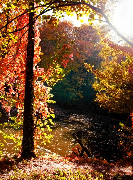 Krásná zlatá podzimní krajina — Stock fotografie