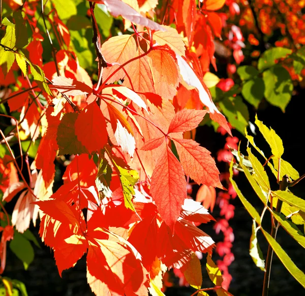 Krásné zlaté podzimní listí — Stock fotografie
