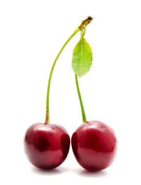 Sulu kiraz yaprağı izole