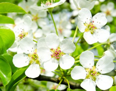 Kiraz elma çiçeği doğa arka plan üzerinde 