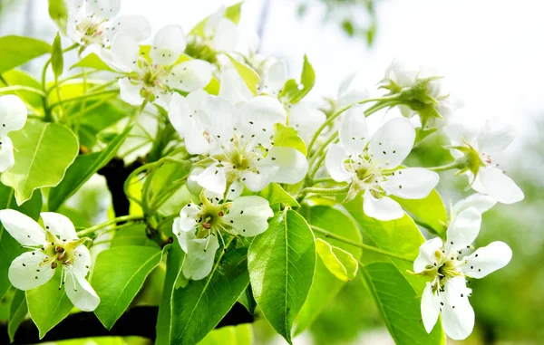 Cherry apple blossoms over nature background — Stock Photo, Image