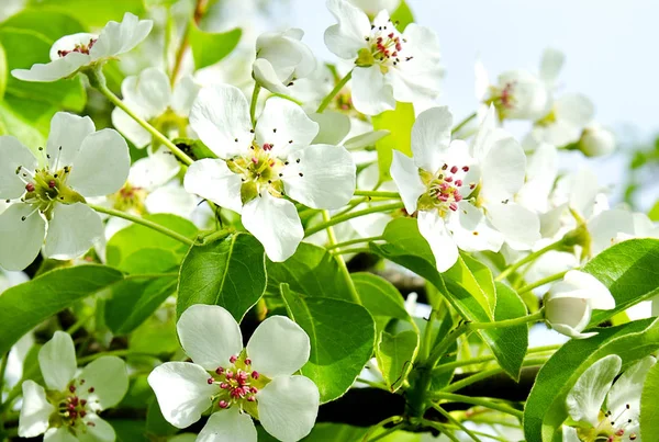 Cherry apple blossoms over nature background — Stock Photo, Image