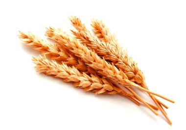 Beyaz arka planda izole buğday kulakları 