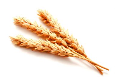 Beyaz arka planda izole buğday kulakları 