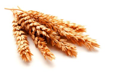 Beyaz arka planda izole buğday kulakları 