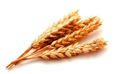 Beyaz arka planda izole buğday kulakları 