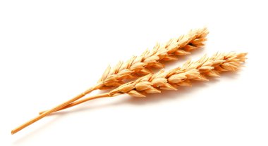 Beyaz arka planda izole buğday kulakları 