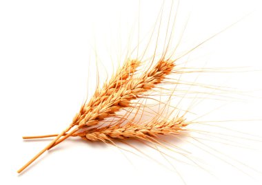 Beyaz arka planda izole buğday kulakları 