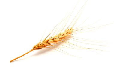 Beyaz arka planda izole buğday kulakları