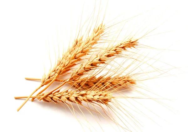 Pšeničné uši izolované na bílém pozadí — Stock fotografie