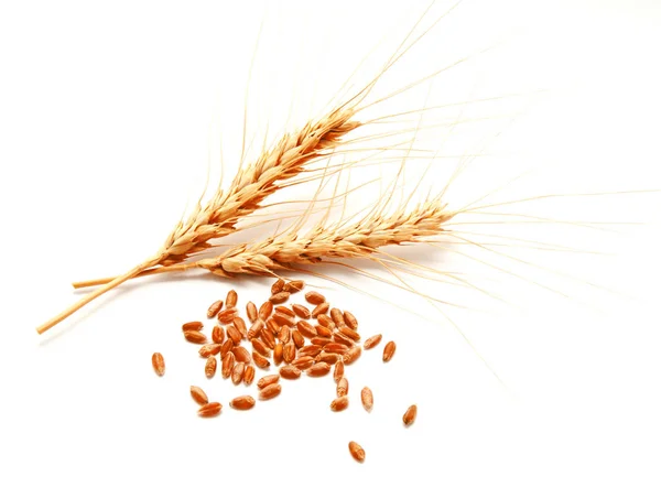Orejas de trigo y semillas aisladas sobre un blanco — Foto de Stock
