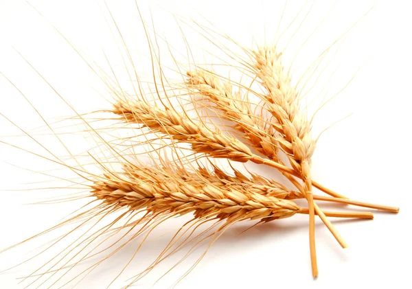 Orelhas de trigo isoladas sobre fundo branco — Fotografia de Stock