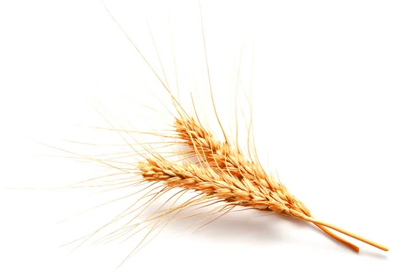 Вуха пшениці ізольовані на білому тлі — стокове фото