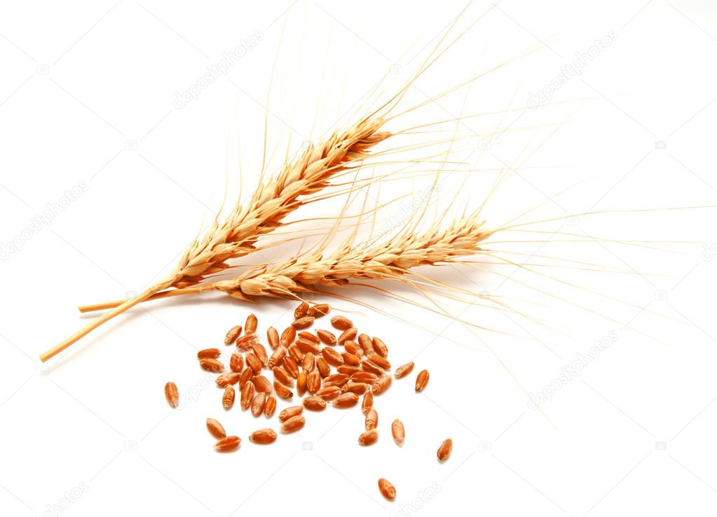 Wheat ears and seed isolated on a white 