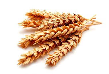 Beyaz arka planda izole buğday kulakları 