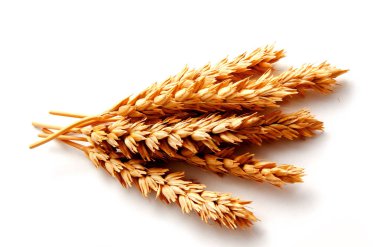 Beyaz arka planda izole buğday kulakları 