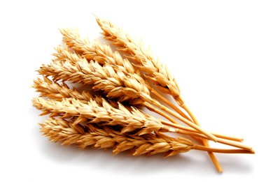 Beyaz arka planda izole buğday kulakları 