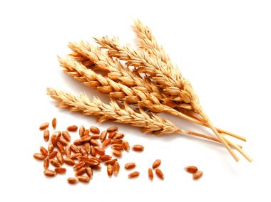 buğday kulak ve beyaz bir arka plan üzerinde izole tohum