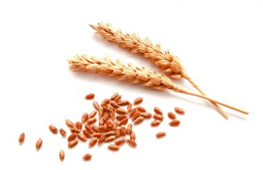 buğday kulak ve beyaz bir arka plan üzerinde izole tohum 