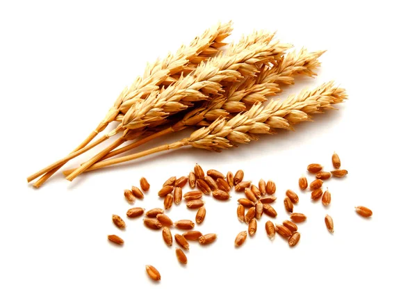 buğday kulak ve beyaz bir arka plan üzerinde izole tohum 