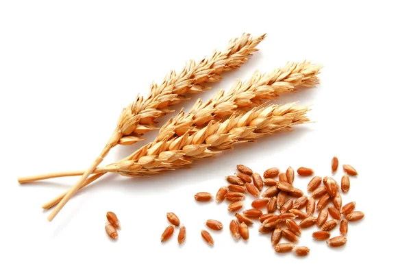 Wheat ears and seed isolated on a white background — Stock Photo, Image