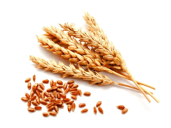 buğday kulak ve beyaz bir arka plan üzerinde izole tohum