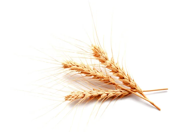 Pšeničné uši izolované na bílém pozadí — Stock fotografie