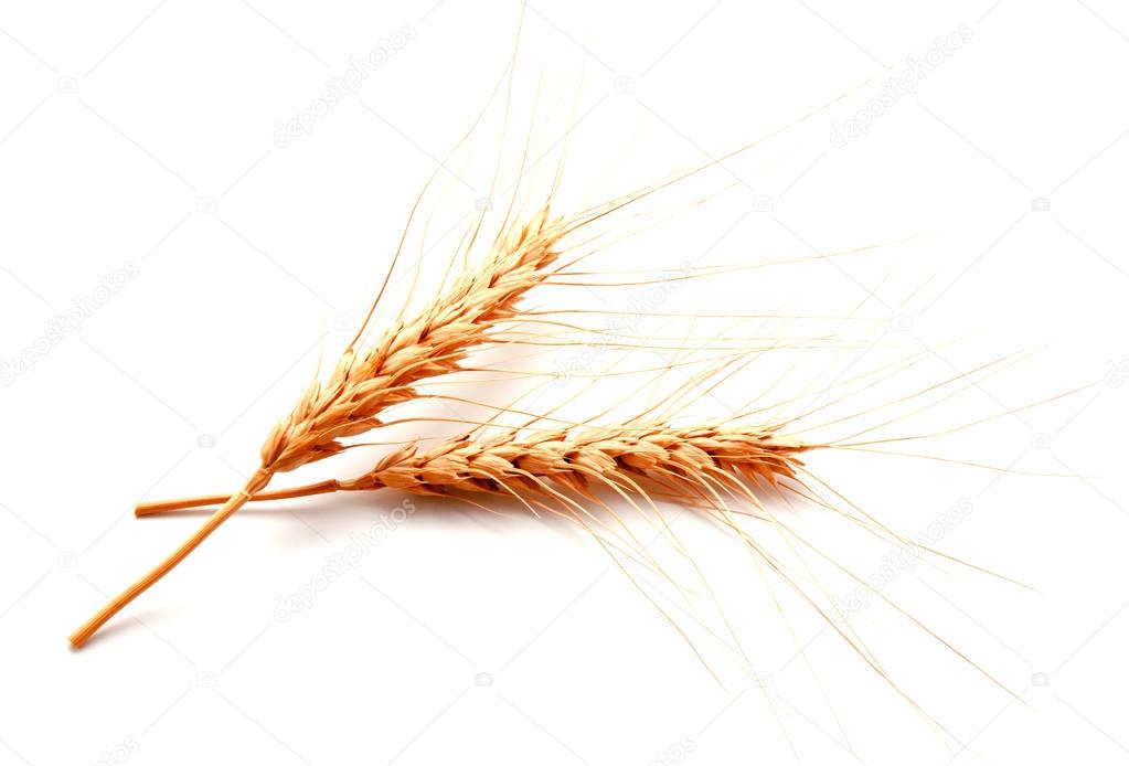 Wheat ears isolated on a white background 