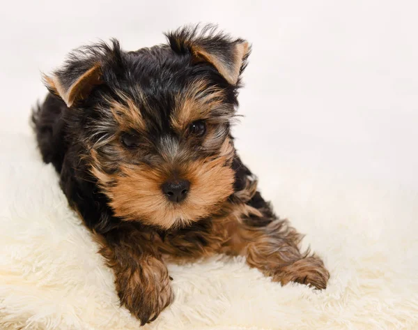 Güzel köpek yavrusu Yorkshire korkunç — Stok fotoğraf