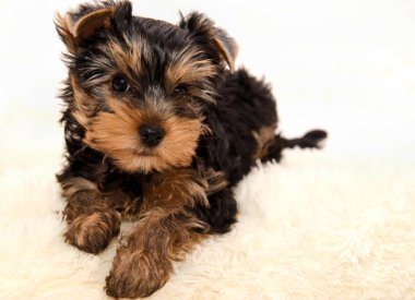 güzel köpek yavrusu Yorkshire korkunç