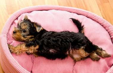 güzel köpek yavrusu Yorkshire korkunç