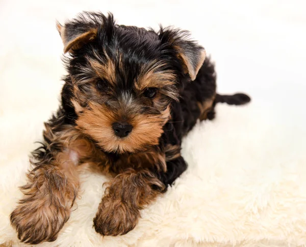 Güzel köpek yavrusu Yorkshire korkunç — Stok fotoğraf