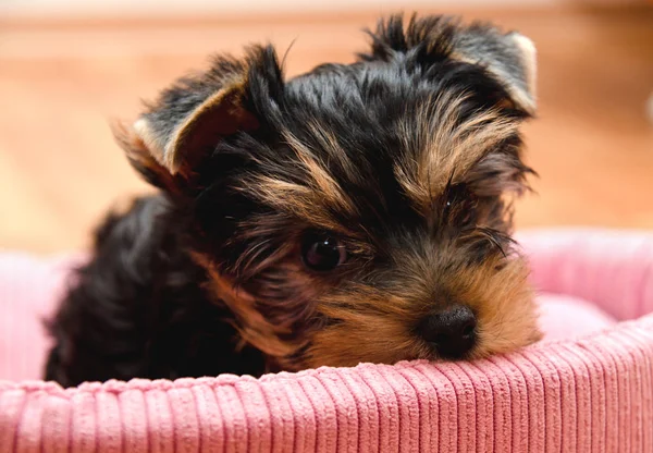 Beautiful puppy yorkshire terrier — Stock Photo, Image