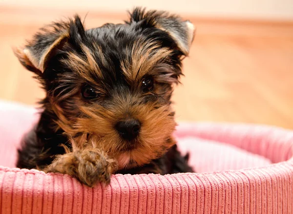 Beautiful puppy yorkshire terrier — Stock Photo, Image