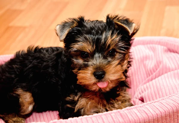 Gyönyörű kölyök Yorkshire terrier — Stock Fotó