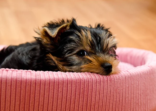 美しい子犬ヨークシャー テリア ストック画像