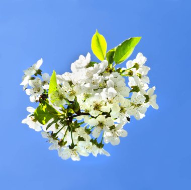 Kiraz elma çiçekleri ve mavi gökyüzü bahar çiçekleri