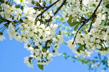 Kiraz elma çiçekleri ve mavi gökyüzü bahar çiçekleri 