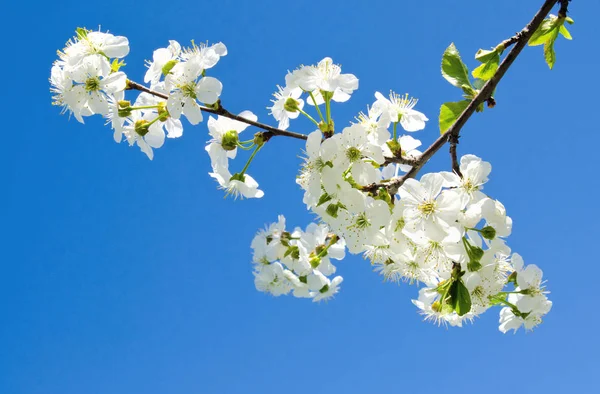 Cherry apple blossoms and blue sky Spring flowers